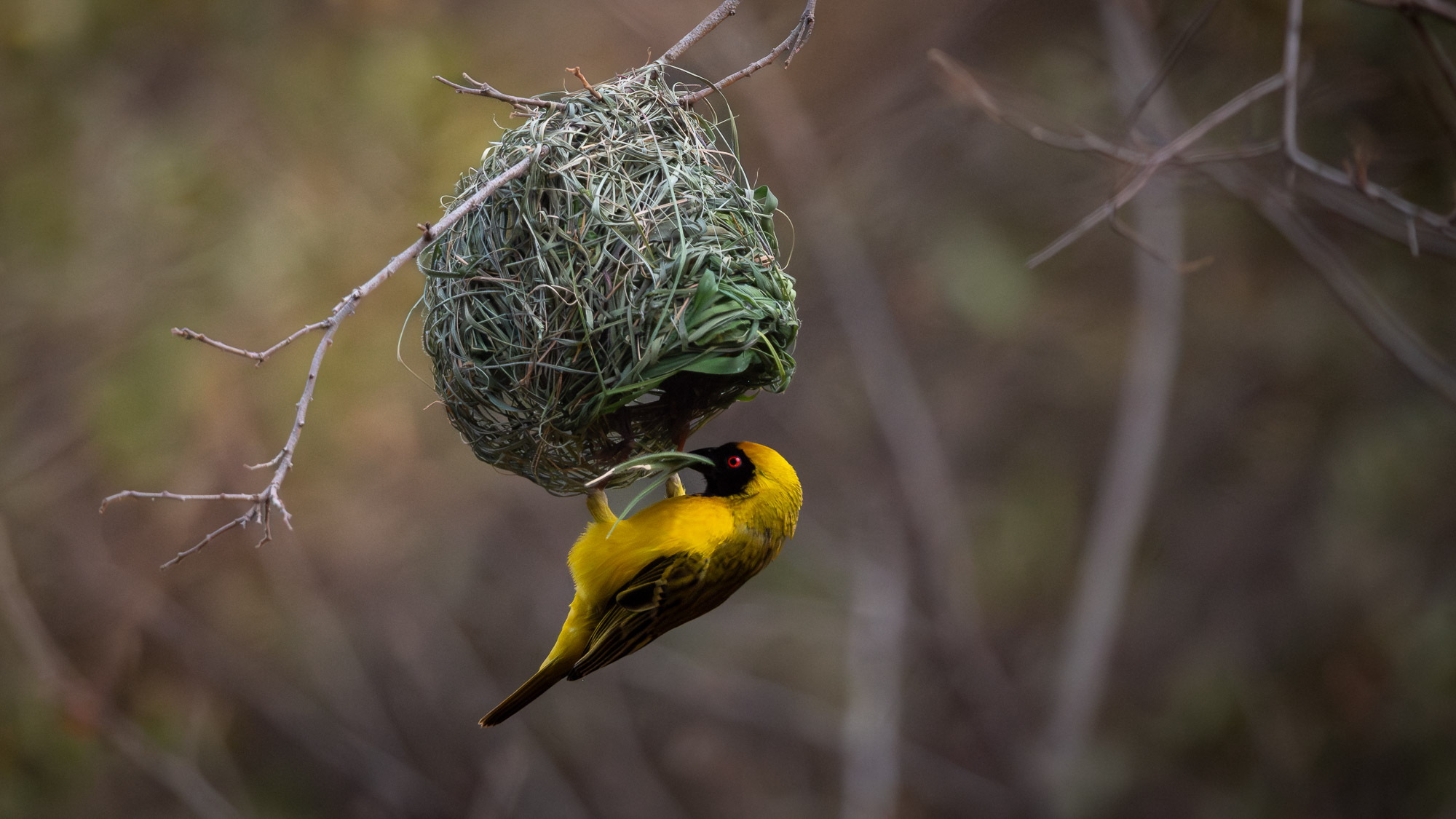 A southern masked weaver (male) hanging on to the entrance of a nest he's building with grass straw in his beak.
